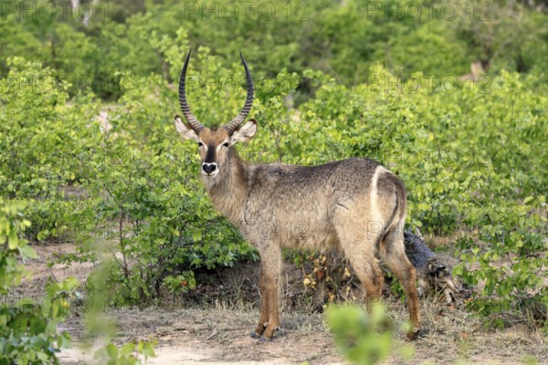 Ellipse waterbuck (Kobus ellipsiprymnus), adult, male, foraging, vigilant, Kruger, Kruger National Park, South Africa