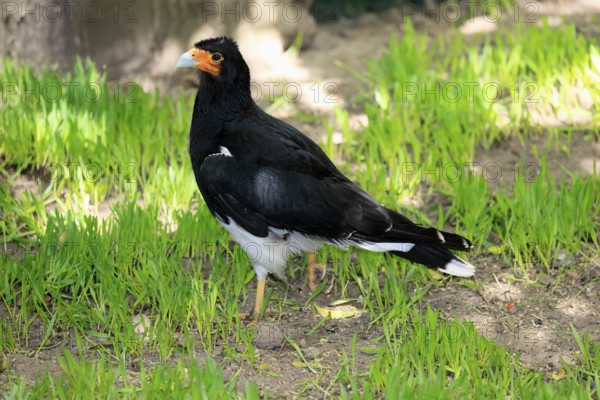 Mountain caracara (Daptrius megalopterus), adult, on the ground, foraging, Ecuador, South America
