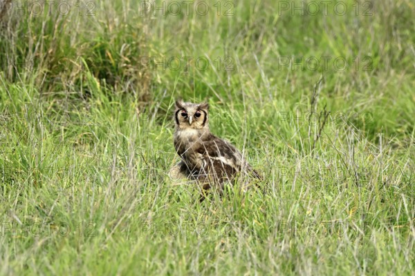 Blassuhu (Ketupa lactea), milk eagle owl, adult, alert, on the ground, foraging, Kruger, Kruger National Park, South Africa