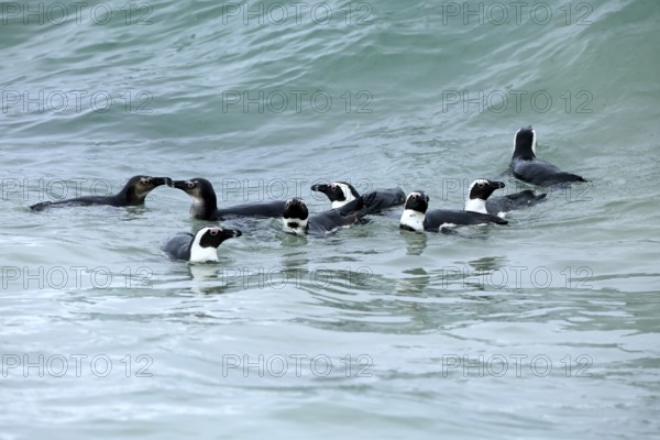 African penguin (Spheniscus demersus), group, swimming, in the water, foraging, Boulders Beach, Simonstown, Western Cape, South Africa