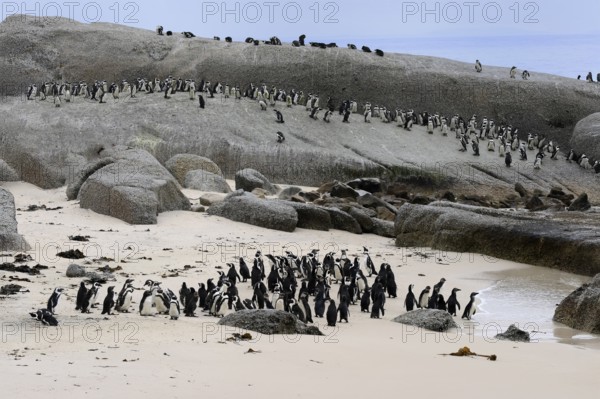 African penguin (Spheniscus demersus), adult, on land, colony, beach, rocks, Boulders Beach, Simonstown, Western Cape, South Africa