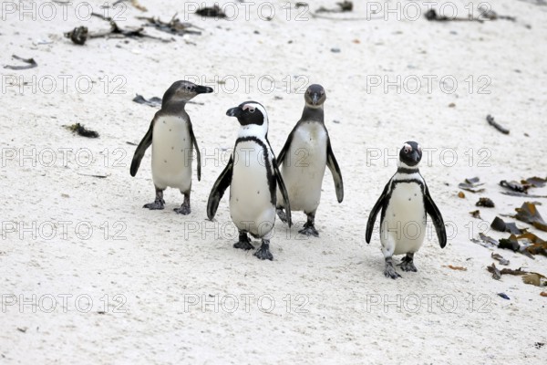 African penguin (Spheniscus demersus), adult, group, running, beach, Boulders Beach, Simonstown, Western Cape, South Africa