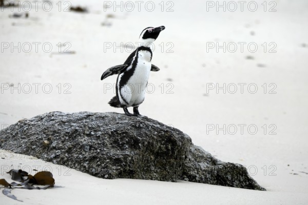 African penguin (Spheniscus demersus), adult, rocks, beach, spreading wings, Boulders Beach, Simonstown, Western Cape, South Africa