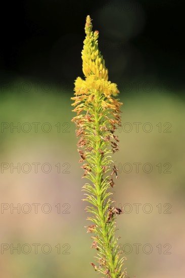 Bulbine latifolia, red root, Kirstenbosch Botanical Gardens, Cape Town, South Africa