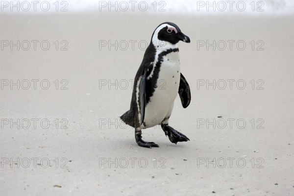 African penguin (Spheniscus demersus), adult, beach, running, Boulders Beach, Simonstown, Western Cape, South Africa