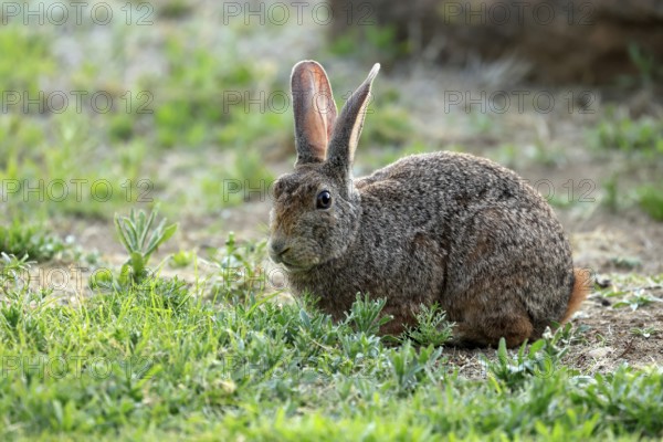 Bush hare (Lepus saxatilis), adult, foraging, alert, Montain Zebra National Park, Eastern Cape, South Africa