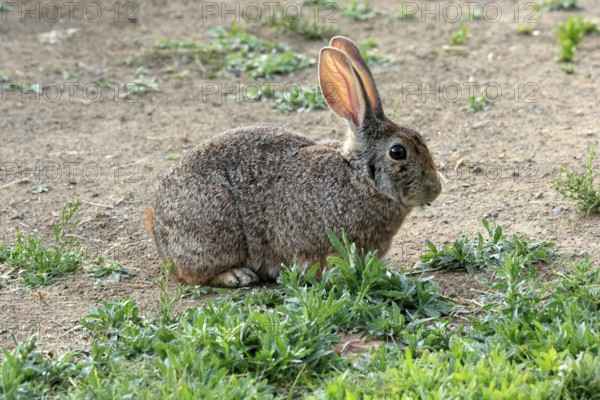 Bush hare (Lepus saxatilis), adult, feeding, foraging, alert, Montain Zebra National Park, Eastern Cape, South Africa