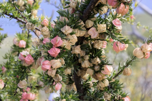 Chinese lantern tree (Nymania capensis), lantern flower, bush, flowering, flower, Karoo Desert Botanic Garden, Worcester, Western Cape, South Africa