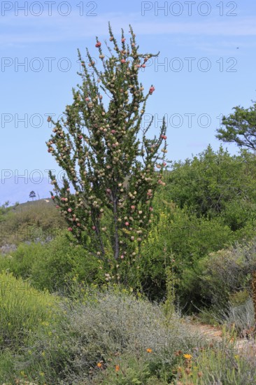 Chinese lantern tree (Nymania capensis), lantern flower, bush, flowering, flower, Karoo Desert Botanic Garden, Worcester, Western Cape, South Africa