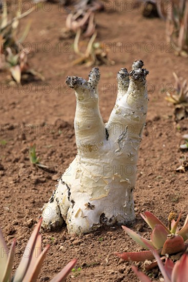 Cyphostemma juttae, plant, succulent, Karoo Desert Botanic Garden, Worcester, Western Cape, South Africa