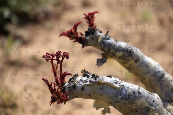 Cyphostemma juttae, plant, succulent, sprouting, Karoo Desert Botanic Garden, Worcester, Western Cape, South Africa