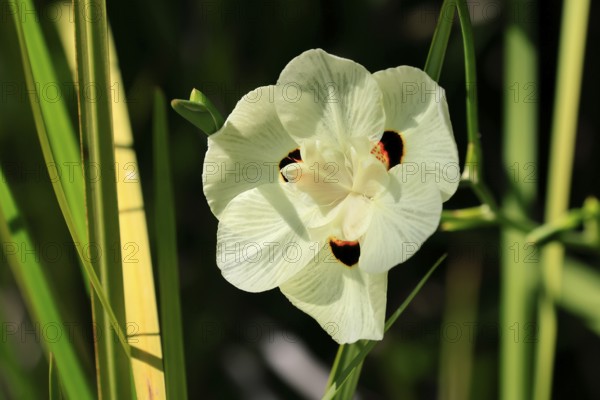 Yellow peacock flower (Dietes bicolor), flower, in bloom, Kirstenbosch Botanical Gardens, Cape Town, South Africa