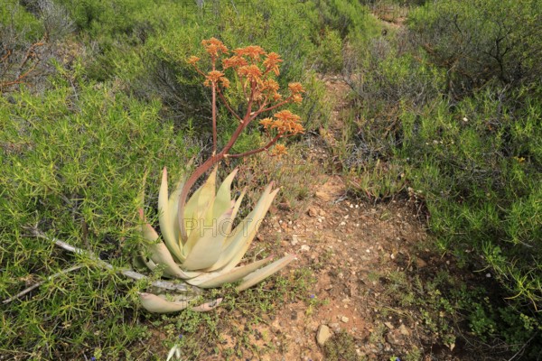 Aloe buhrii, flower, flowering, Karoo Desert Botanic Garden, Worcester, Western Cape, South Africa