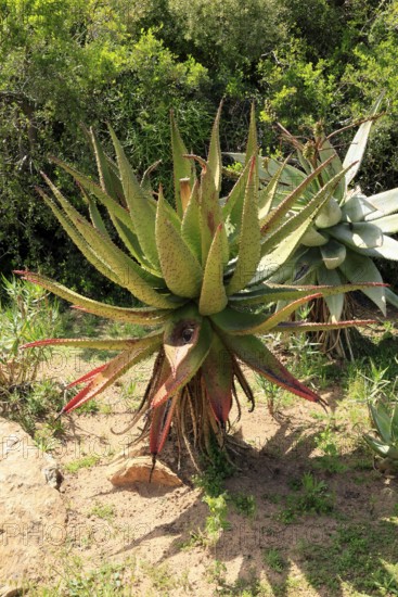 Aloe marlothii, Bergaloe, young plant, Karoo Desert Botanic Garden, Worcester, Western Cape, South Africa