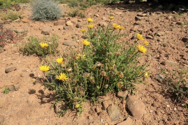 Bear chamomile (Ursinia speciosa), Beautiful bear chamomile, Karoo Desert Botanic Garden, Worcester, Western Cape, South Africa