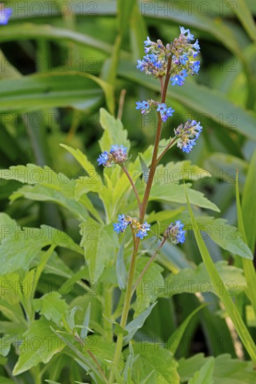 Anchusa capensis, Cape ox tongue, flower, flowering, Kirstenbosch Botanical Gardens, Cape Town, South Africa