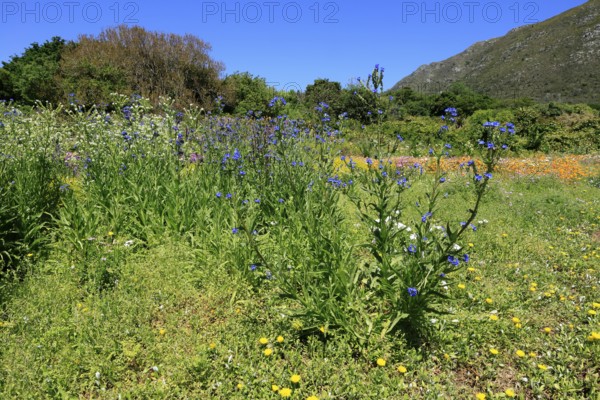 Anchusa capensis, Cape ox tongue, flower, flowering, Kirstenbosch Botanical Gardens, Cape Town, South Africa