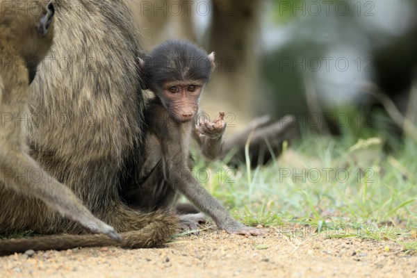Bear baboon, Tschakma baboon (Papio ursinus), young, baby, on the ground, sitting, fragile, Kruger, Kruger National Park, South Africa