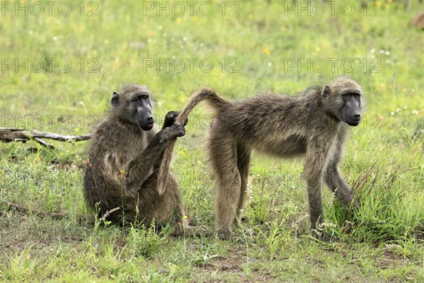Bear baboon, Tschakma baboon (Papio ursinus), adult, two baboons, sitting on the ground, grooming, social behaviour, Kruger, Kruger National Park, South Africa