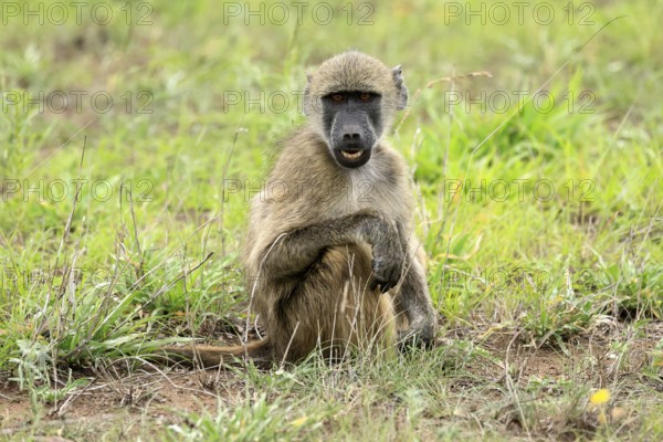 Bear baboon, Chakma baboon (Papio ursinus), adult, on ground, sitting, alert, Kruger, Kruger National Park, South Africa