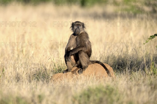 Bear baboon, Tschakma baboon (Papio ursinus), adult, sitting on termite mound, alert, Kruger, Kruger National Park, South Africa