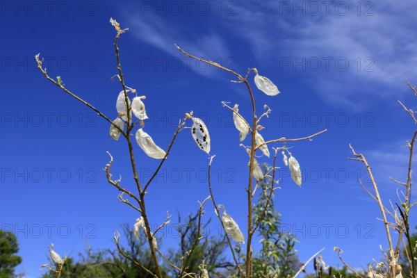 Balloon pea (Lessertia frutescens), Karoo Botanic Garden, Worcester, Western Cape, South Africa