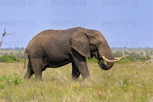 African elephant (Loxodonta africana), adult, foraging, feeding, Kruger, Kruger National Park, South Africa