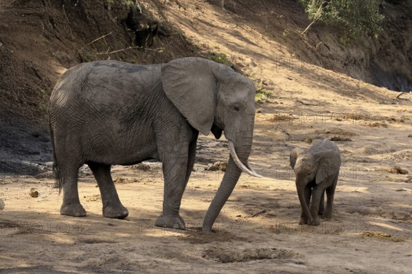 African elephant (Loxodonta africana), adult, juvenile, dried up riverbed, water search, Kruger, Kruger National Park, South Africa