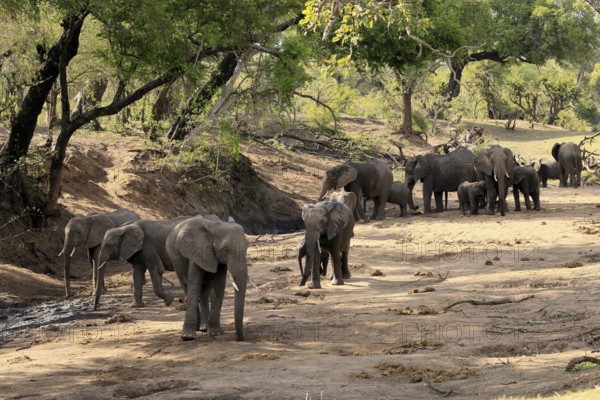 African elephant (Loxodonta africana), adult, juvenile, herd, group, family, dry riverbed, water search, Kruger, Kruger National Park, South Africa