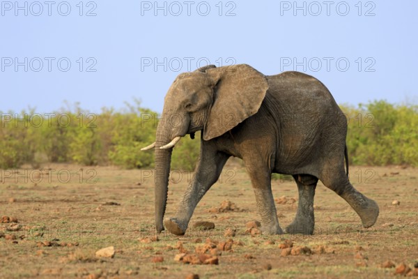 African elephant (Loxodonta africana), adult, running, foraging, Kruger, Kruger National Park, South Africa