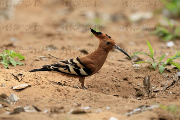 African hoopoe (Upupa africana), adult, alert, on the ground, foraging, Kruger, Kruger National Park, South Africa