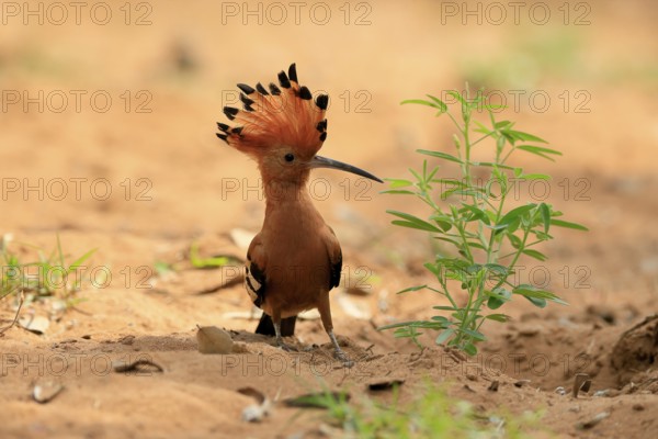 African hoopoe (Upupa africana), adult, alert, bonnet up, on ground, foraging, Kruger, Kruger National Park, South Africa