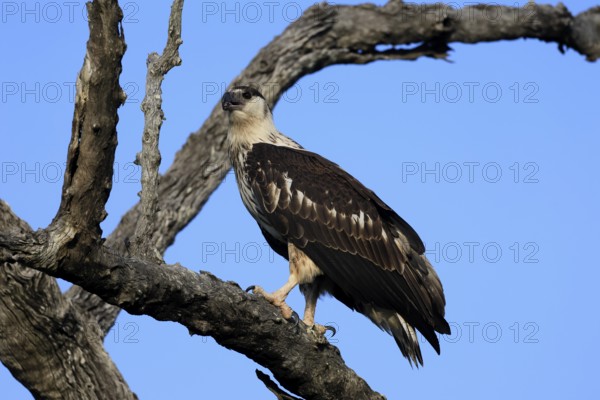 Acacia Eagle (Aquila spilogaster), African Hawk-eagle, adult, on tree, alert, Kruger, Kruger National Park, South Africa, Africa