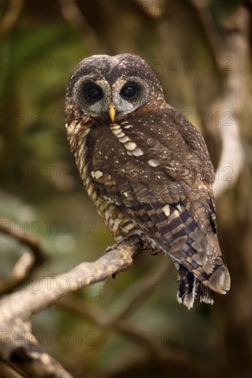 African Tawny Owl (Strix woodfordii), African Tawny Owl, African Bush Owl, African Tawny Owl, Woodford's Owl, Woodford's Owl, adult, perch, alert, Western Cape, South Africa, Africa