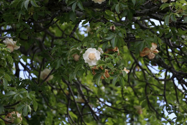 African baobab (Adansonia digitata), African baobab, flowers, flowering, foliage, Kruger, Kruger National Park, South Africa, Africa
