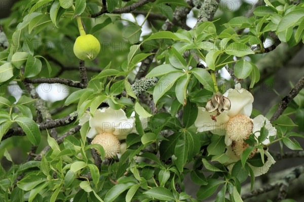 African baobab (Adansonia digitata), African baobab, flowers, flowering, leafy, fruit, Kruger, Kruger National Park, South Africa, Africa