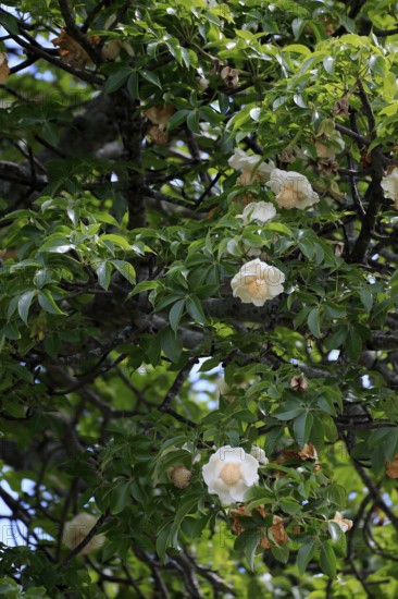 African baobab (Adansonia digitata), African baobab, flowers, flowering, foliage, Kruger, Kruger National Park, South Africa, Africa