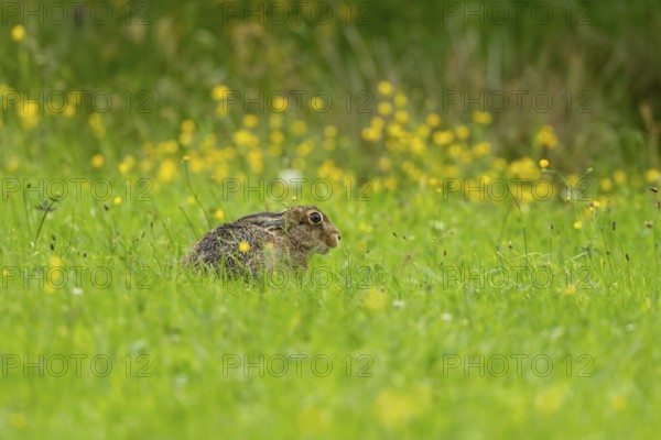 European hare (Lepus europaeus), Vulkaneifel, Rhineland-Palatinate, Germany