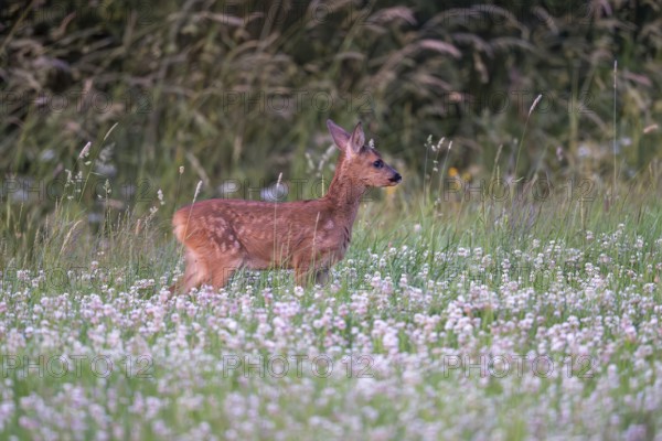 Roe deer (Capreolus capreolus), young fawn, Vulkaneifel, Rhineland-Palatinate, Germany