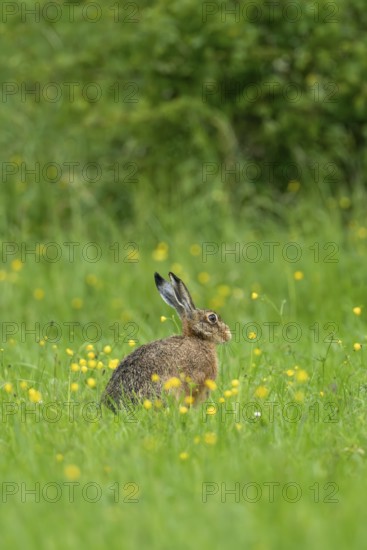 European hare (Lepus europaeus), Vulkaneifel, Rhineland-Palatinate, Germany