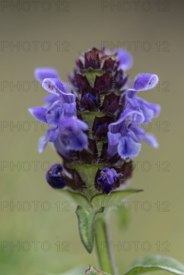 Brown allium (Prunella vulgaris), Emsland, Lower Saxony, Germany