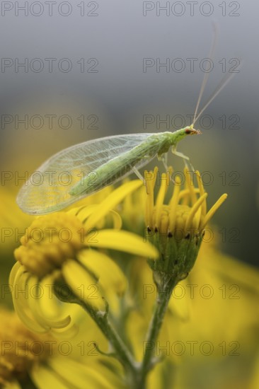 Lacewing (Chrysoperla carnea) on ragwort (Senecio jacobaea), Emsland, Lower Saxony, Germany