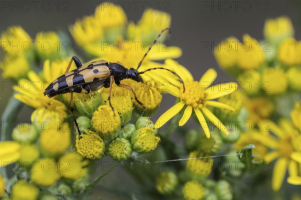 Spotted longhorn (Leptura maculata) on common ragwort (Senecio jacobaea), Emsland, Lower Saxony, Germany
