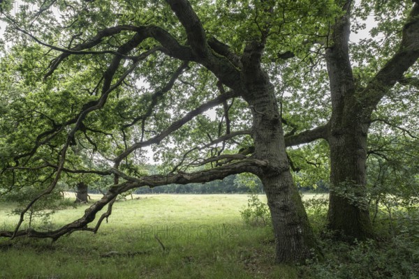 English oaks (Quercus robur) in the Hutewald forest, Emsland, Lower Saxony, Germany
