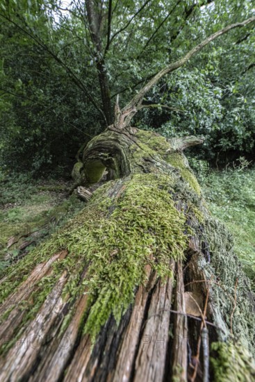 Fallen English oak (Quercus robur) in the Hutewald forest, Emsland, Lower Saxony, Germany