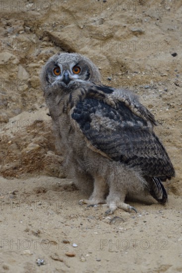 European eagle owl (Bubo bubo), young bird, branchling, not yet fully fledged, standing in the wall in a sand pit, typical substitute habitat, walks around where the eagle owls have found habitat and breeding opportunities, typical environment, wildlife, native nature, Rhineland, Lower Rhine, North Rhine-Westphalia, Germany, Western Europe
