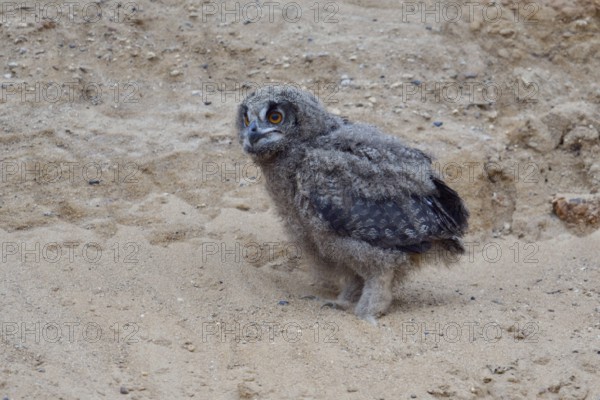 On the way to discover the world... European Eagle Owl (Bubo bubo), young owl, branchling, has left the nest and is exploring the neighbourhood on foot in a sand pit, typical substitute habitat, wildlife, native nature, Rhineland, Lower Rhine, North Rhine-Westphalia, Germany, Western Europe