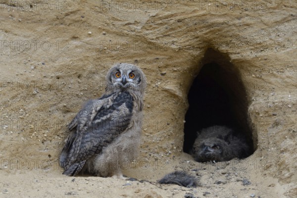 Left-handed view... European eagle owls (Bubo bubo), two young birds with the remains of a nutrias at their breeding site in an old foxhole in a sand pit, typical substitute habitat, funny animal pictures, native nature, Rhineland, Lower Rhine, North Rhine-Westphalia, Germany, Western Europe