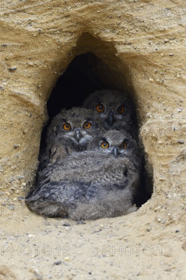 Full house... European eagle owl (Bubo bubo), three young owls, eagle owl chicks squatting close together in the entrance of their breeding den in a sand pit, typical substitute habitat, warming each other, hoping for food, funny picture, series animal children, wildlife, native nature, Rhineland, Lower Rhine, North Rhine-Westphalia, Germany, Western Europe