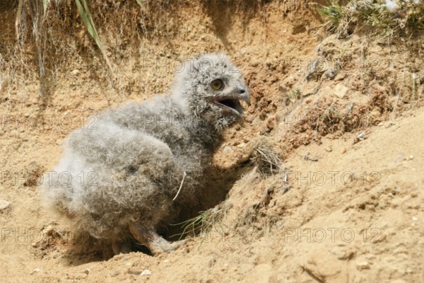 Unlucky eagle owl... European eagle owl (Bubo bubo), young eagle owl has fallen out of the nest, which is a few steps higher in the wall in a sand pit, now he does not manage to climb back, he seems helpless and unhappy, calls for the adult bird, poor sap, wildlife, native nature, Rhineland, Lower Rhine, North Rhine-Westphalia, Germany, Western Europe